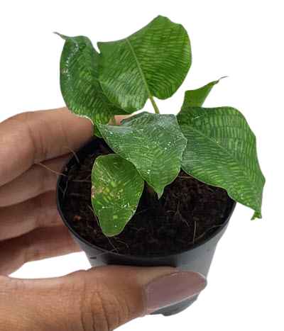 2" Calathea Network
